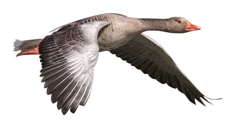 goose