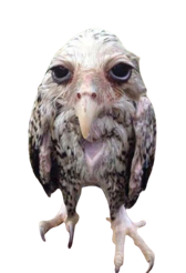 a wet owl