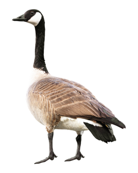 canada goose