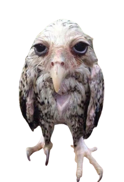 a wet owl